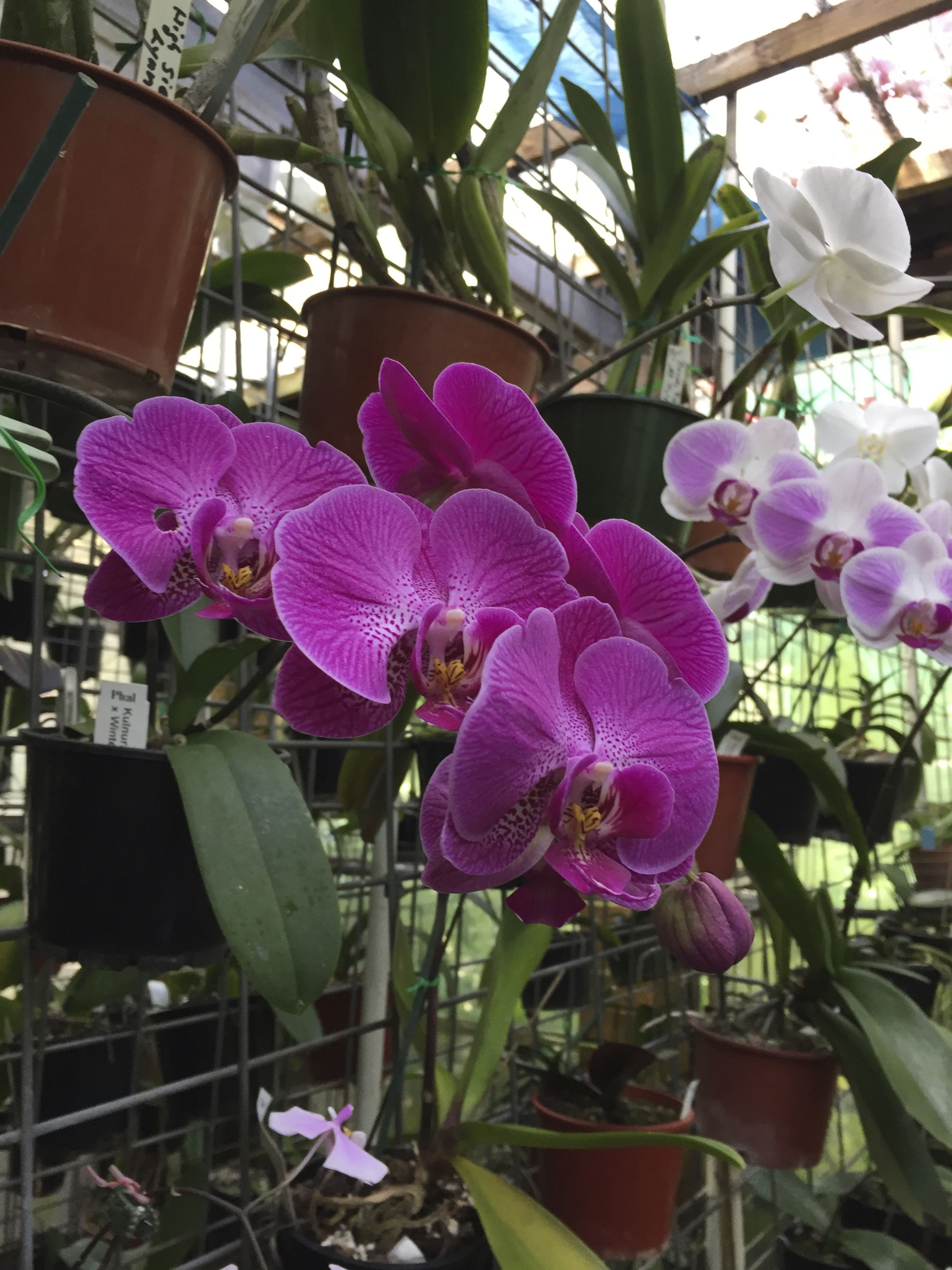 Lou Mayer Lane Cove Orchid grower