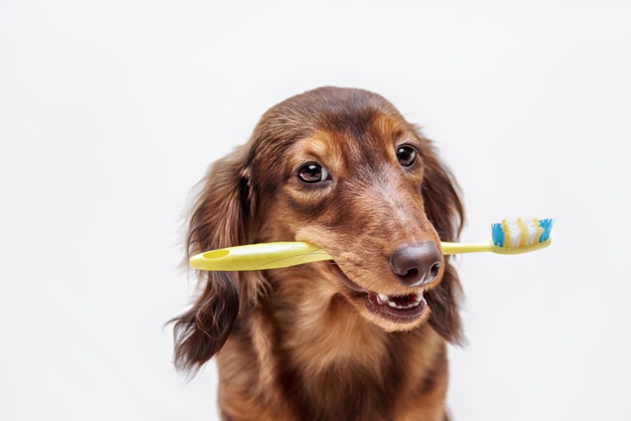 dog toothbrush