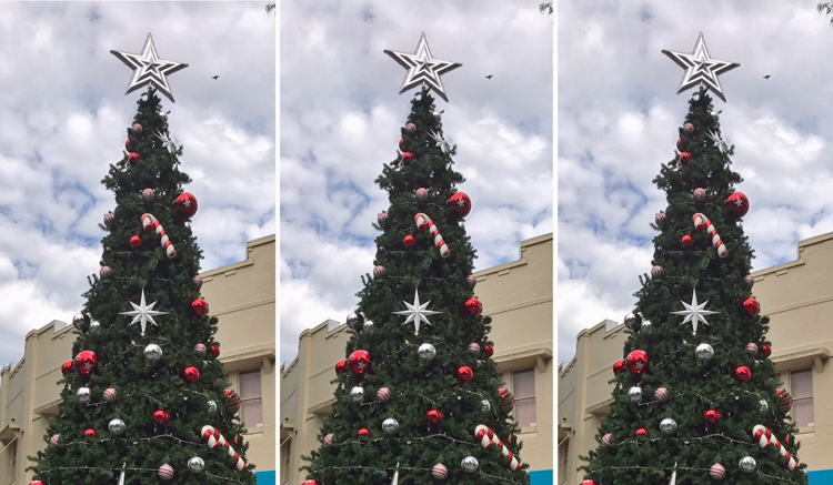 lane cove chritsmas tree