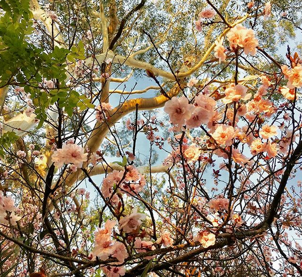 spring blossoms