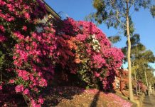 Lane Cove Week in Review 30th September to 6th October 2018