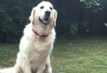 6 Tips to Keep Your Pet Safe this Christmas