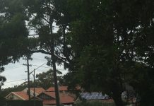 Lane Cove Council’s Letter on Multi-Dwelling Housing is Causing Confusion
