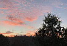 Lane Cove News Week in Review 24th February to 3rd March 2019