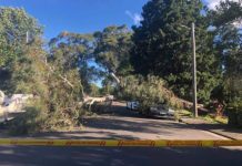 Lane Cove News Week in Review 24th March to 31 March 2019