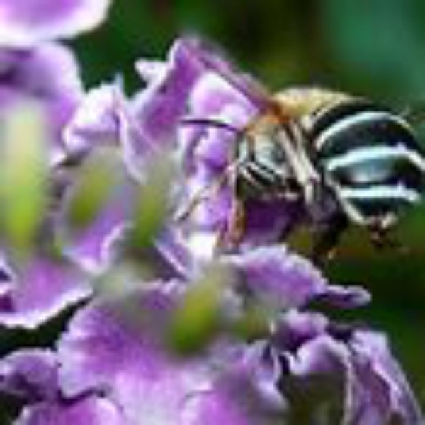 australian native bee In the Cove