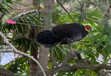 Brush Turkey Killed by an Arrow in Lane Cove North