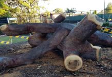 Central Park Tree Gets A Second Life