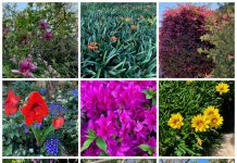 Lane Cove News Week in Review 29th September to 5th October 2019