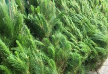Fresh Christmas Trees for Sale in Lane Cove 2024