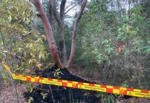 Lane Cove News Week in Review 5th to 11th January 2020