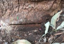 Austin Street Lane Cove Trees Killed