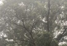 Lane Cove News Week in Review 12th January to 18th January