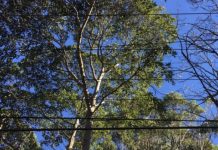 Lane Cove Residents are Not Happy with Ausgrid