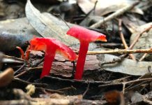 It’s Fungi Season In Lane Cove