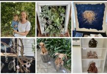 Lane Cove News Week in Review 1st to 7th November 2020