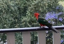 Lane Cove News Week in Review 15th November to 21st November 2020