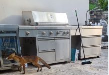Lane Cove News Week in Review 31 st January to 6th February 2021