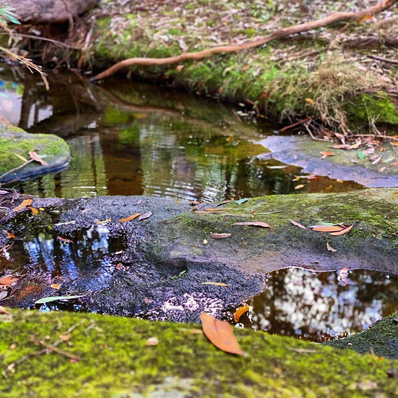 Lane Cove Bushwalks Warraroon Reserve to Tambourine Bay Park and