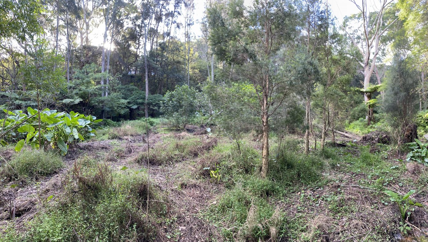 Lane Cove Bushwalks Warraroon Reserve to Tambourine Bay Park and