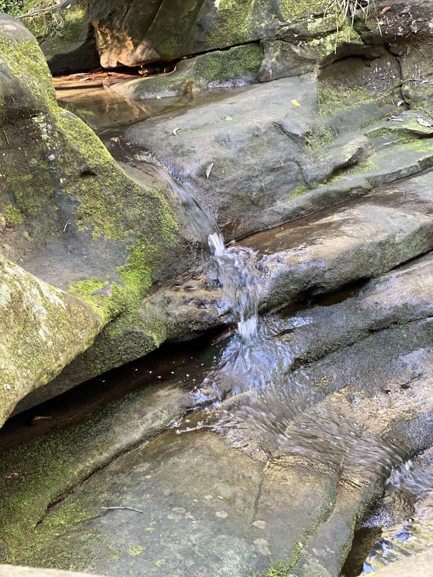 Lane Cove Bushwalks Warraroon Reserve to Tambourine Bay Park and