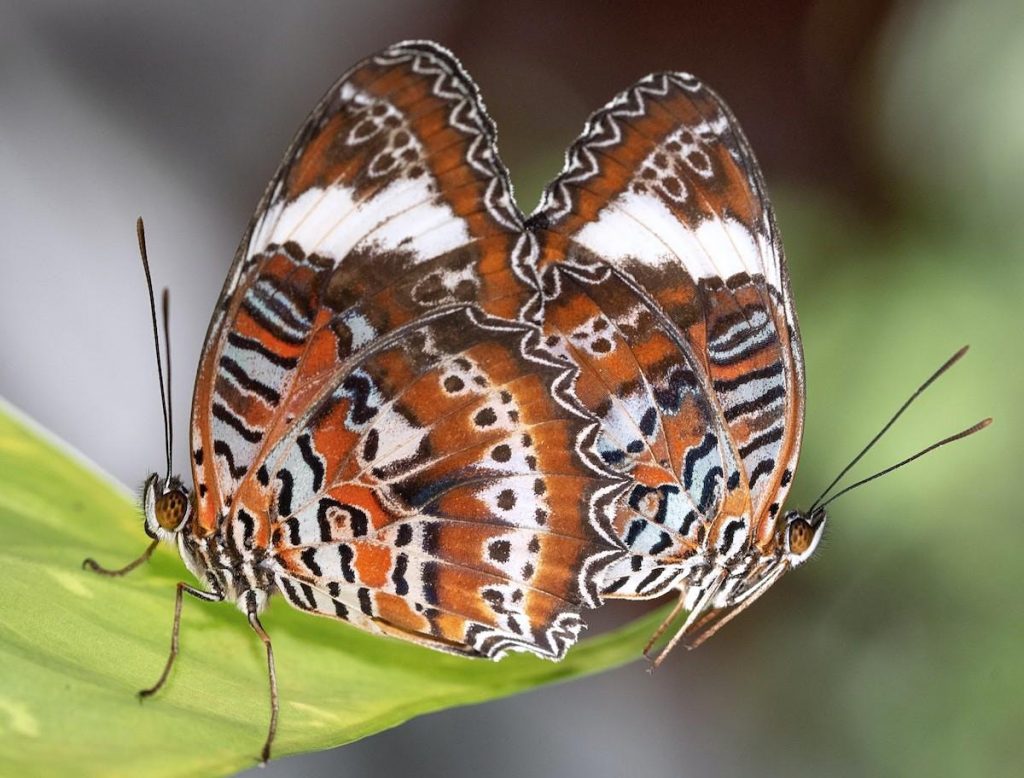 Butterflies of Sydney In the Cove