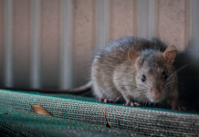 Lane Cove Rats in the Roof