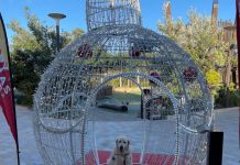 Lane Cove News Week in Review 8th to 15th December 2021