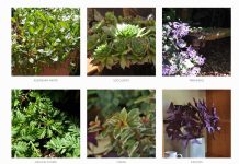 The Propagating Gardeners Huge Plant Sale is Back – 10th April 2022