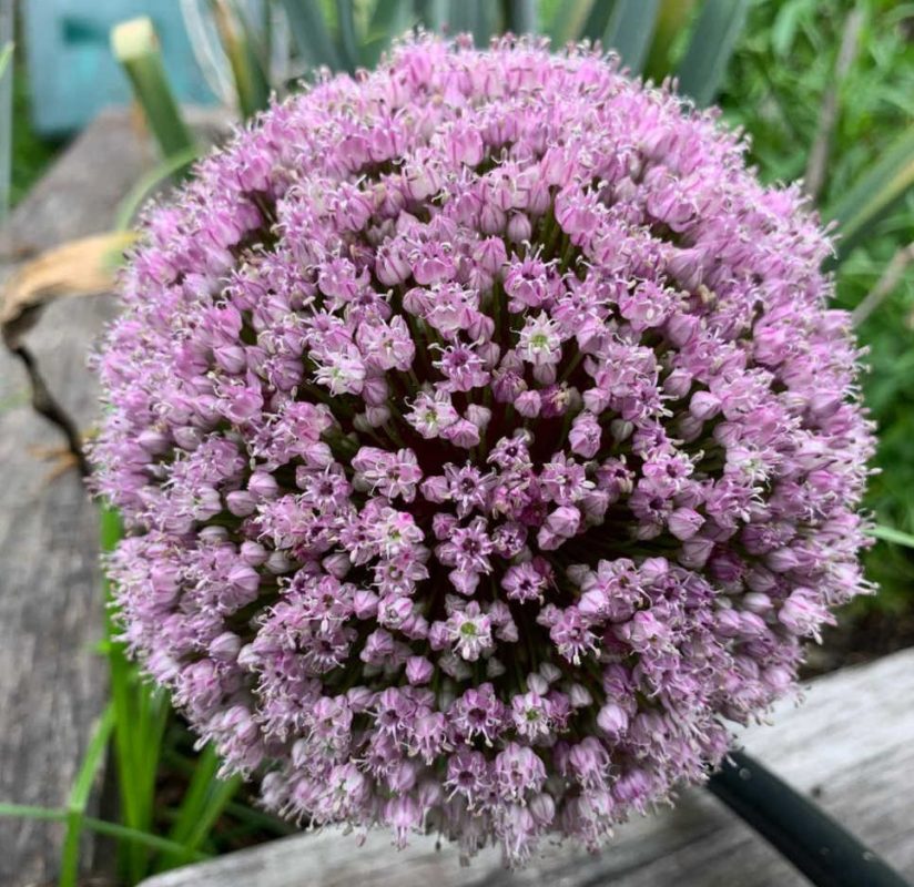 New Growth At Hughes Park Community Garden Lane Cove In the Cove