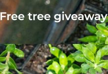 How to Grab Some Free Trees and Plants in Lane Cove