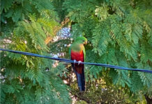 Lane Cove News Week in Review 25th January to 1st February 2023