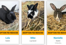 Pocket Pets are Waiting for A Home