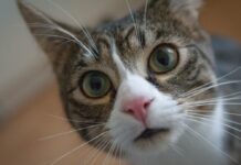 Lane Cove Council Plan to Protect Bushland Wildlife from Feral and Domestic Cats