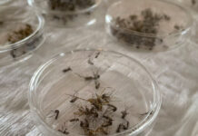 NSW Health Issues Warnings On Mozzies – Here’s how to mosquito-proof your backyard