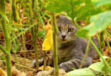 Make Sure Your Veggie Patch is Free From Animal Poo