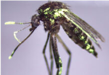 Are there More Mozzies About and What Steps Should Lane Cove Council Take?