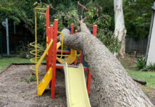 Wild and Windy Weather Lane Cove Jan 2025