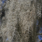 Spanish Moss