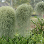 Spanish Moss DPI
