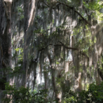 Spanish Moss