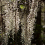 Spanish Moss