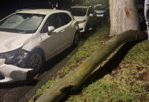 Lane Cove News Week in Review 30th July to 6th August 2025