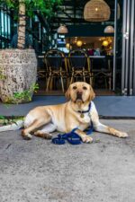 Buckle Cafe Distillery