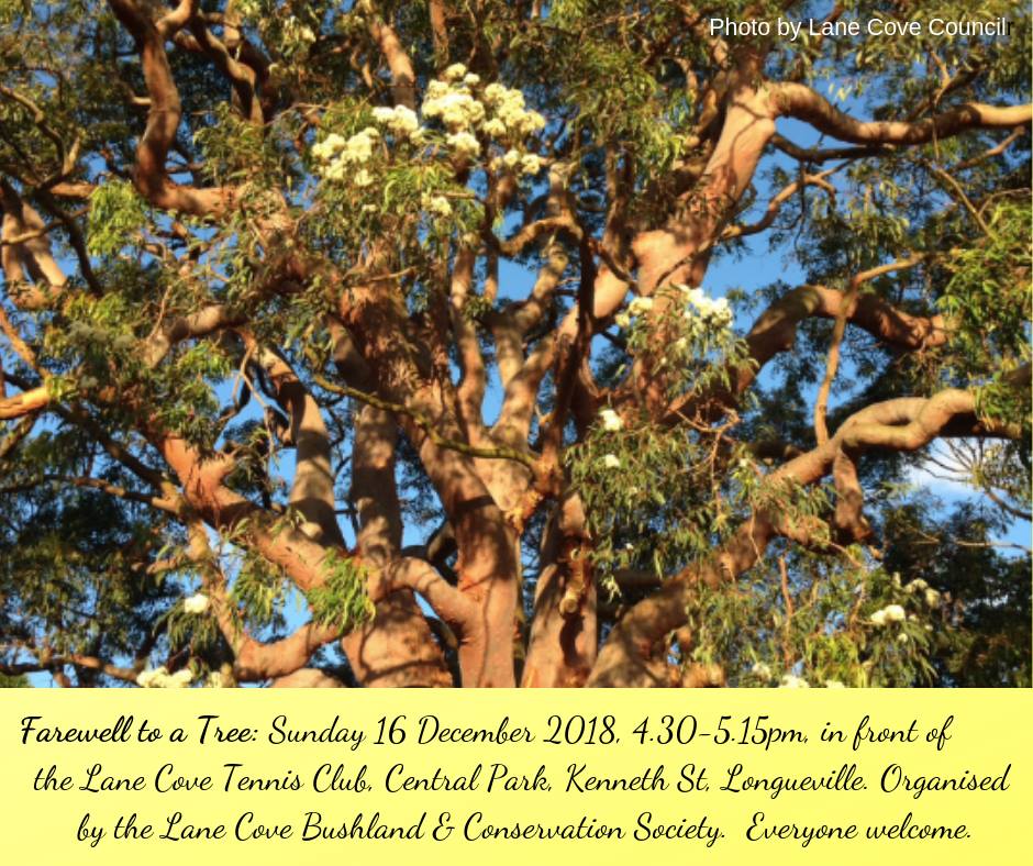 The original Angophora tree at Central Park, Longueville