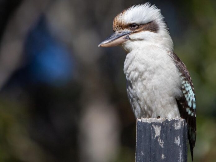 Lane Cove Kookaburra
