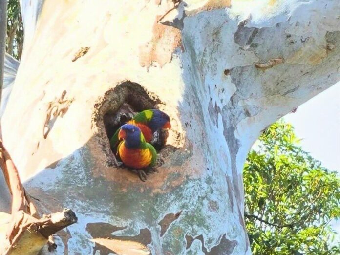 Week in Review 27 May - 2 June - lorikeets_and_their_babies_in_a_hallow
