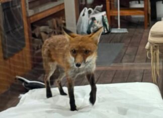 Lane Cove Gets Foxy