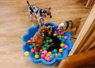 Why Desexing Your Pet Is One of the Best Decisions You Can Make