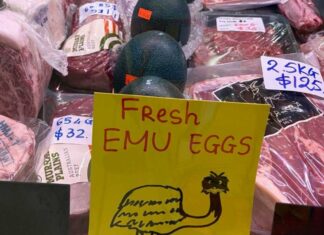 Who Can Sell Emu Eggs – It’s Complicated